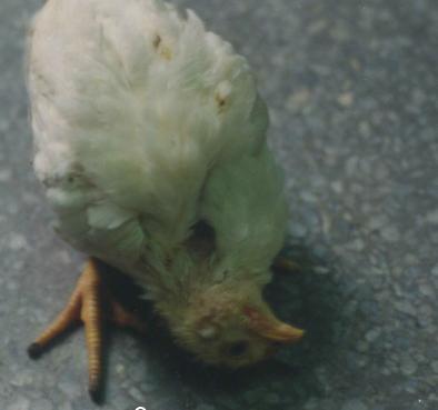 鸡拉白稀粪夹杂绿色粪是什么病,鸡排黄绿色稀便原因