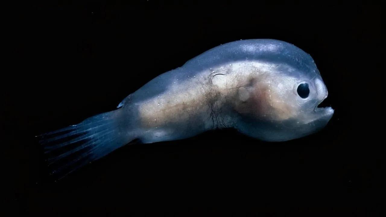 鮟鱇鱼是雌雄一体吗,鮟鱇鱼繁殖方式