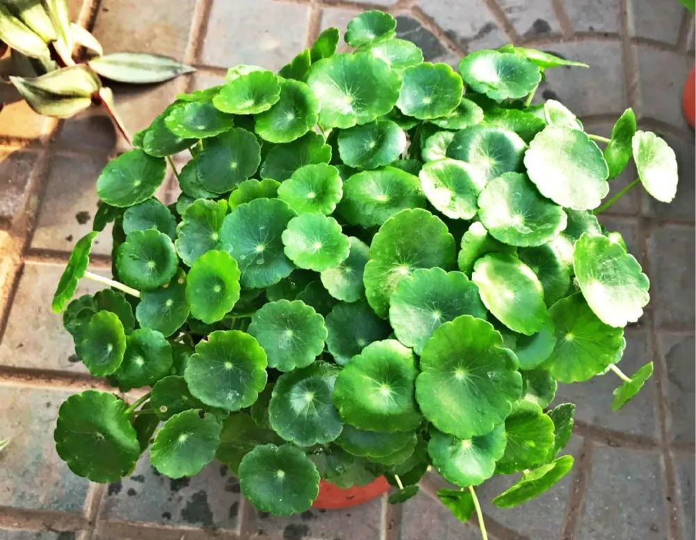 铜钱草叶子黄水培方法,铜钱草叶子黄怎么管理