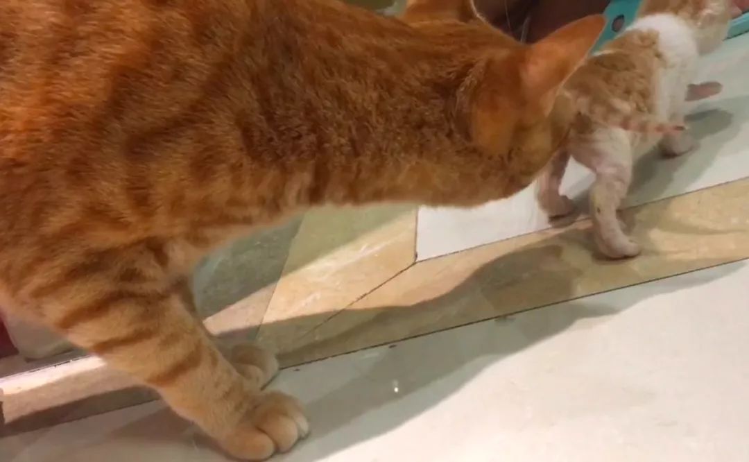 猫咪随便大小便如何纠正,猫咪随便大小便怎么办