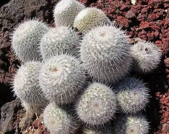 仙人掌100种图片大全,仙人掌开花的美图