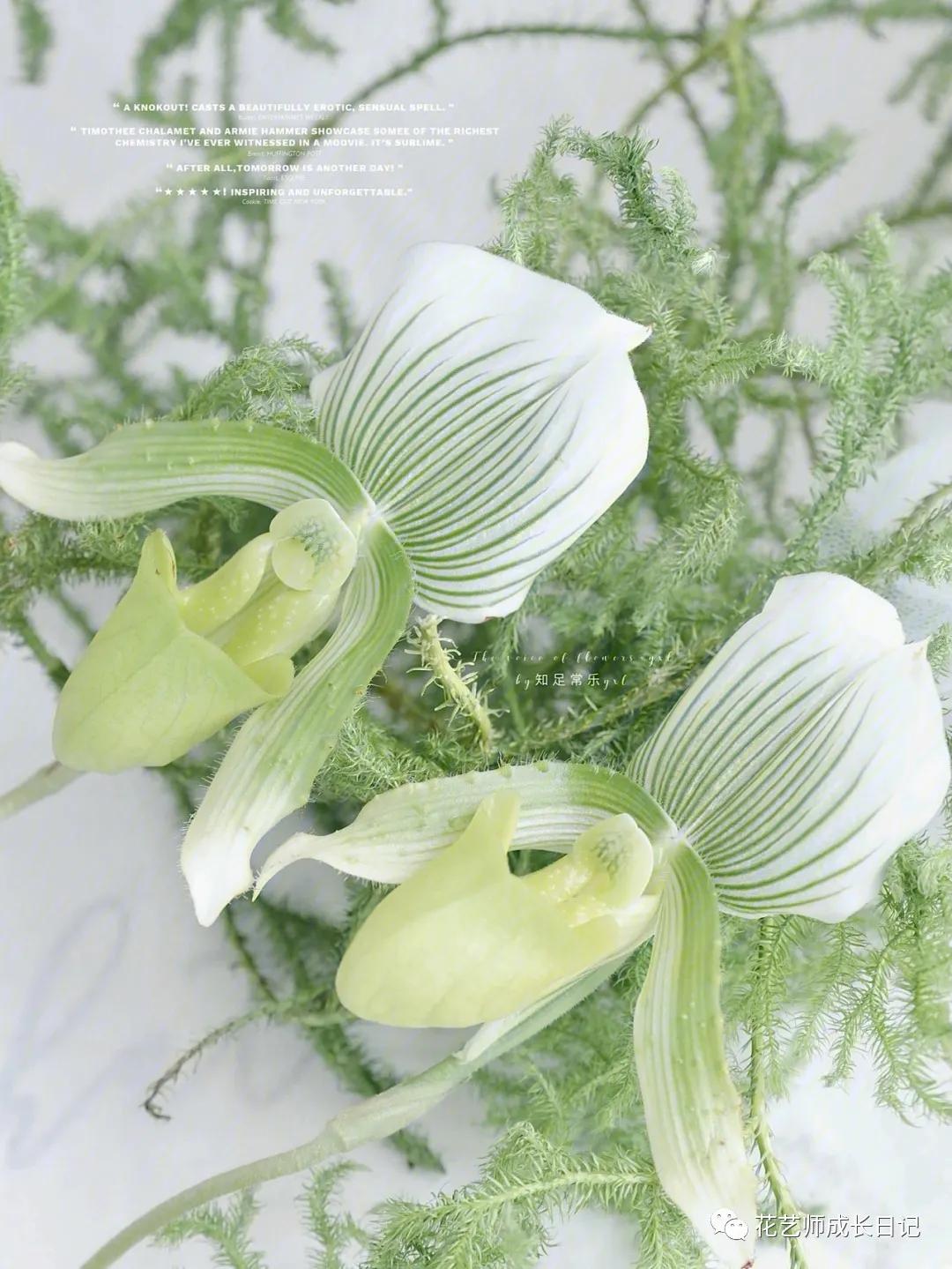 最名贵十种兰花兜兰,每日一花石竹花