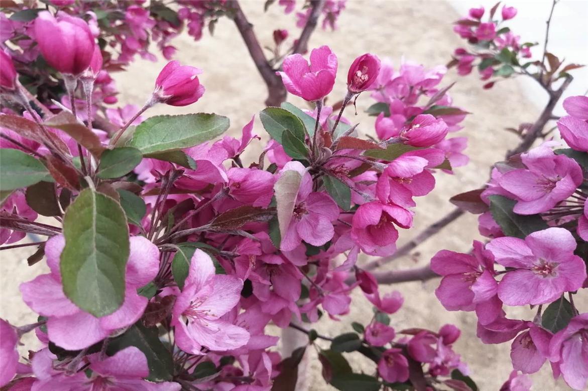 故事：九尾狐大雄异地恋，过程一波三折，结局很感人，情比金坚