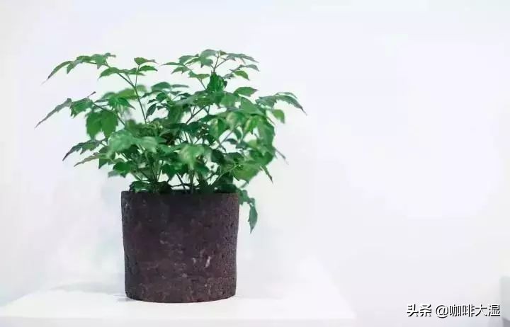 咖啡知识小课堂教程,咖啡小知识课堂