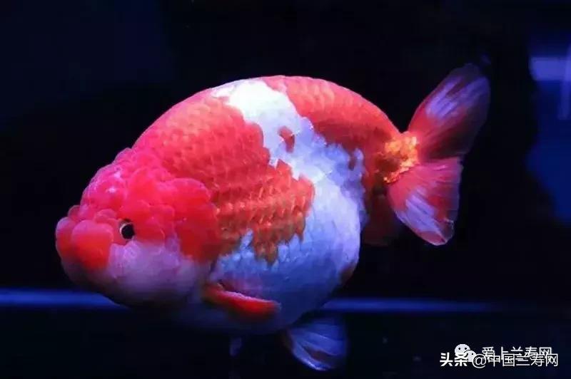 兰寿金鱼鲨鱼鳍品种图片大全,金鱼泰狮与兰寿是一个品种吗