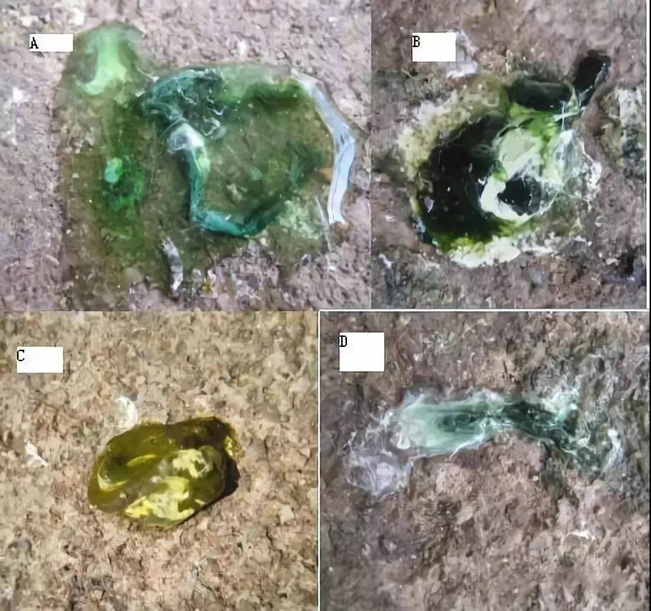 鸽子眼睛流黄水特效药,鸽子眼睛泪汪汪怎么治疗