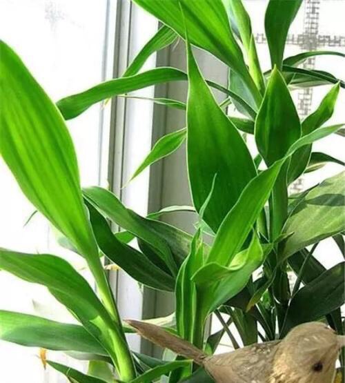 富贵竹叶子黄叶怎么养,富贵竹黄叶怎么养