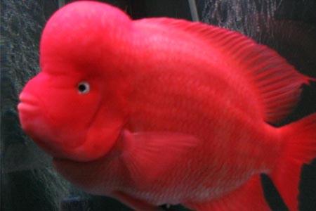 迷你鹦鹉鱼产卵后褪色怎么回事,迷你鹦鹉鱼胭脂粉为什么会褪色