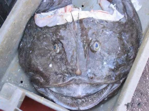 中国海鲜河鲜,市场河鲜海鲜种类大全