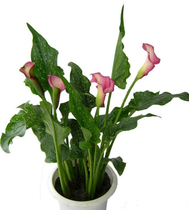 彩色马蹄莲怎么养爱开花图片,彩色马蹄莲夏季的养殖方法