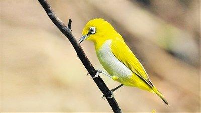 白眼圈鸟多大会飞,白眼圈的鸟