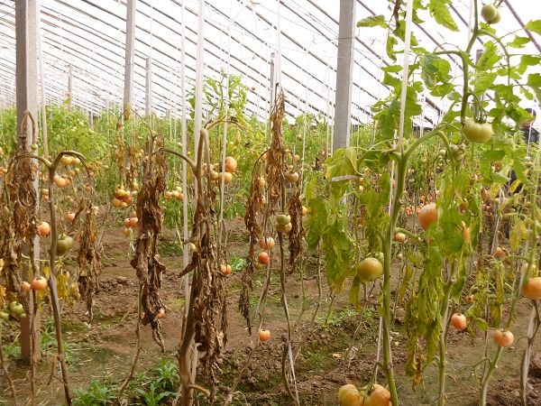 番茄冻害用碧护怎么样,番茄苗受冻害以后多少天能缓过来