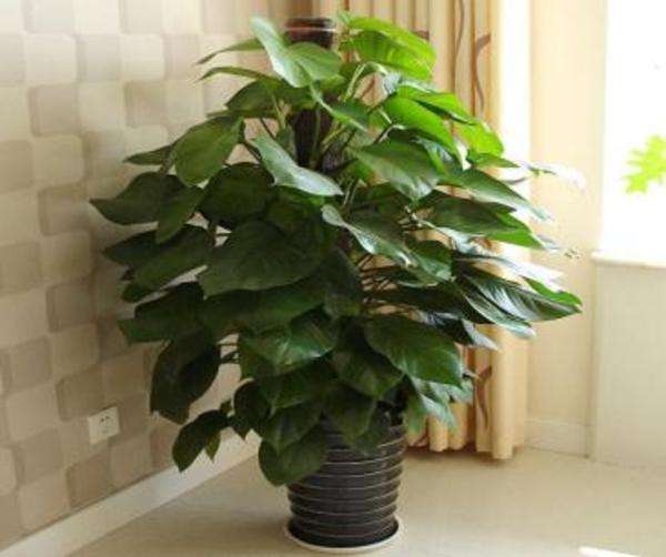 水培绿萝浇水口诀顺口溜,绿萝水培方法和注意事项