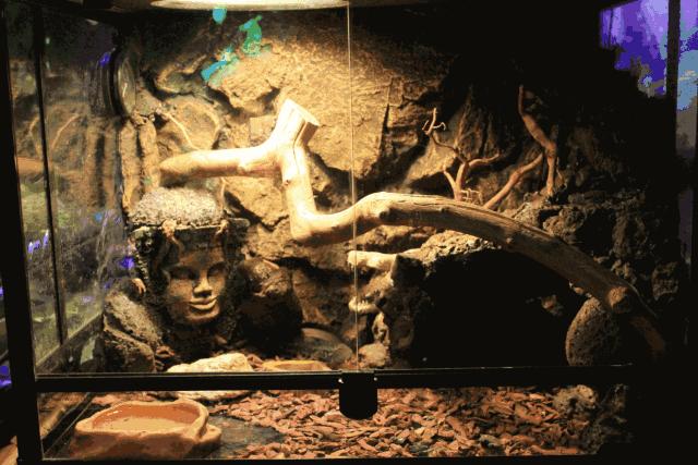 合肥动物园值得看的地方,合肥最好玩的动物园是哪