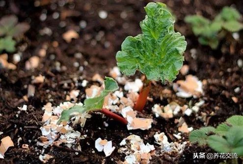 自制有机肥料的方法,在家制作有机肥料的方法