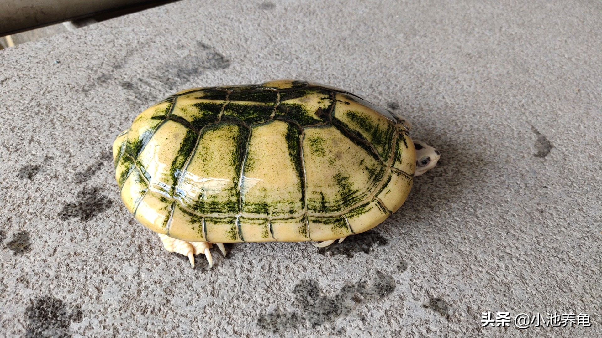 新手买乌龟要买什么样的龟才好养,养龟新手入门教学