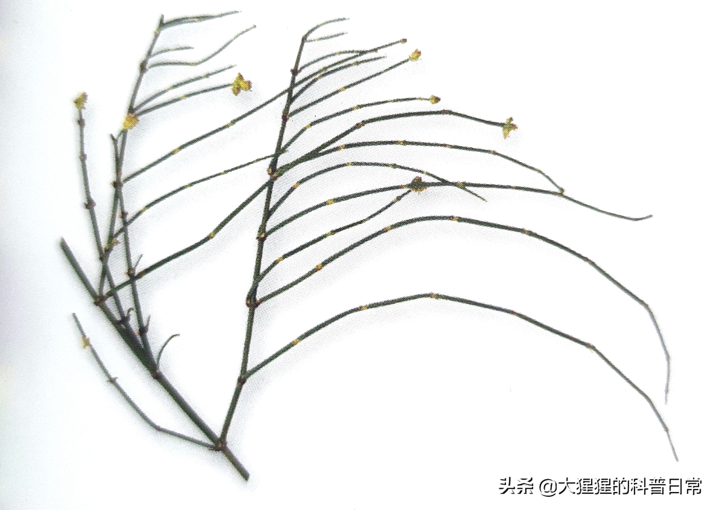 银杏的植物类群,银杏苏铁雪松水杉是裸子植物吗