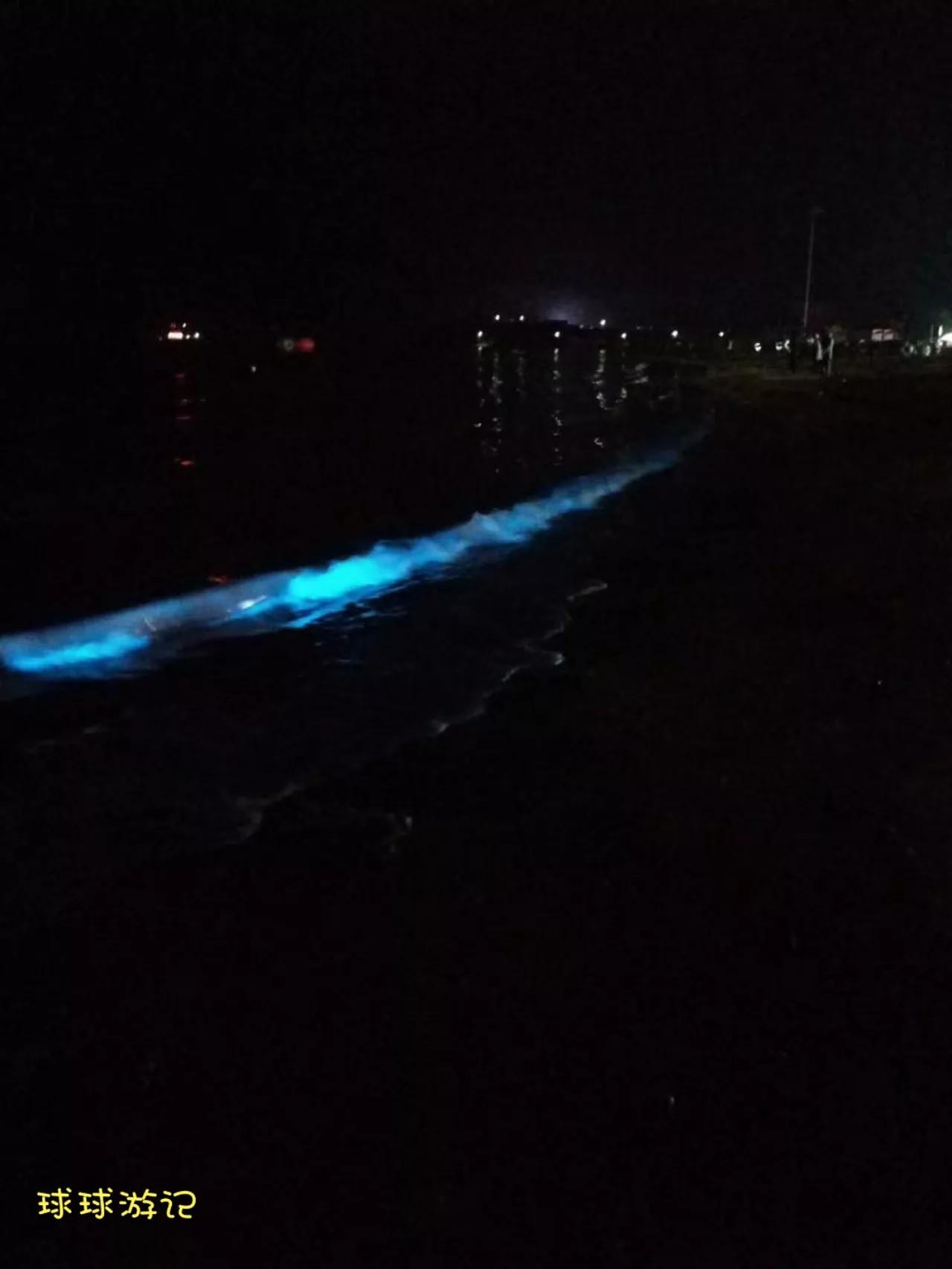 东戴河有蓝眼泪吗,中国海滩夜光藻