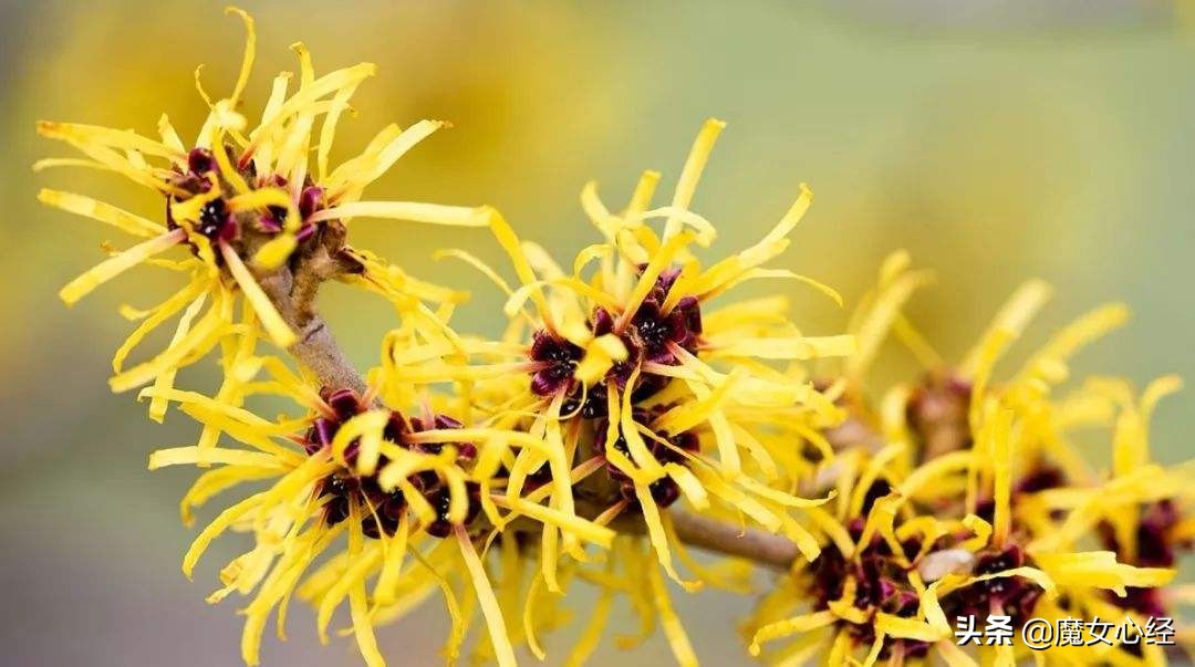 舒缓型护肤品主要功效是什么,修复镇静舒缓肌肤护肤品的卖点