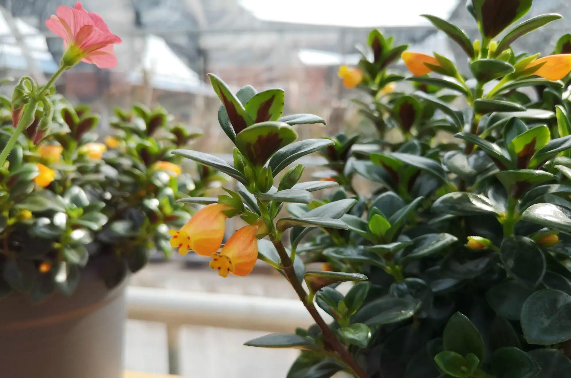 金鱼吊兰怎么养才能开花快呢,金鱼吊兰怎么养才会开花最快