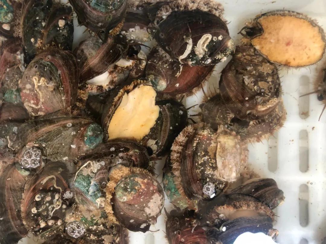 威海100元一斤的海鲜,六月份威海海鲜价格