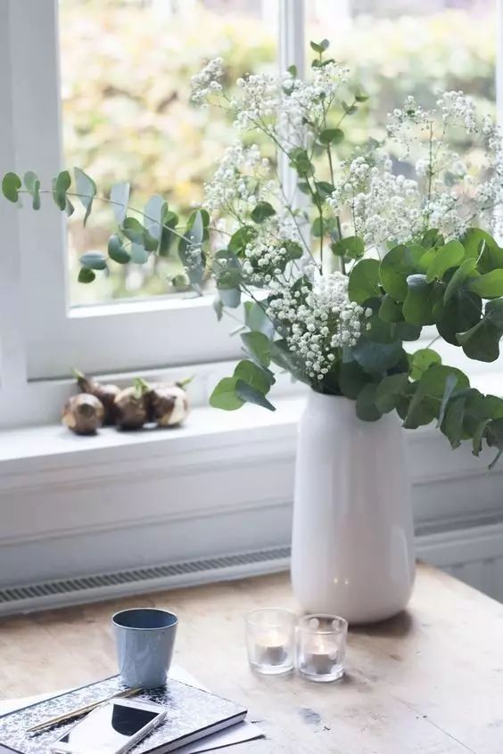 花店用的尤加利是什么品种,尤加利有几种