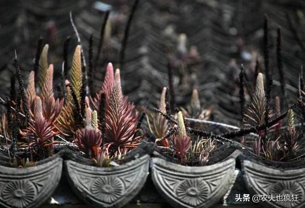 长在瓦房上，被称为“房神”，如今数量稀少价值珍贵，遇到请珍惜