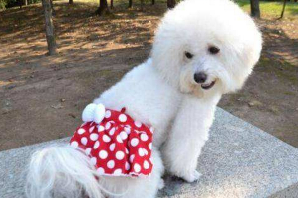 母狗发情会有哪些症状？如果不想让它生崽，那就别让公狗接近它！