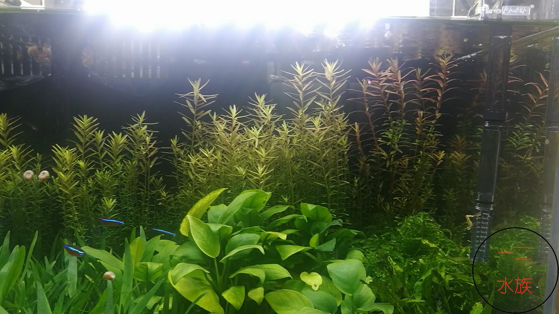 背滤鱼缸用什么过滤棉好,背滤鱼缸为什么不爆氧