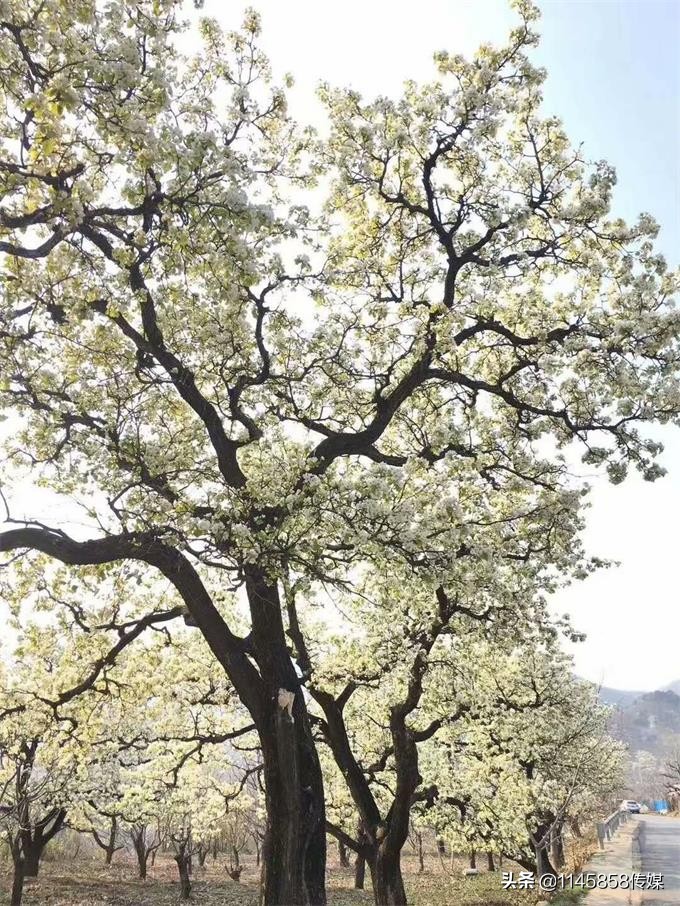 梨木台聚宝仙居农家院,五一蓟县梨木台农家院
