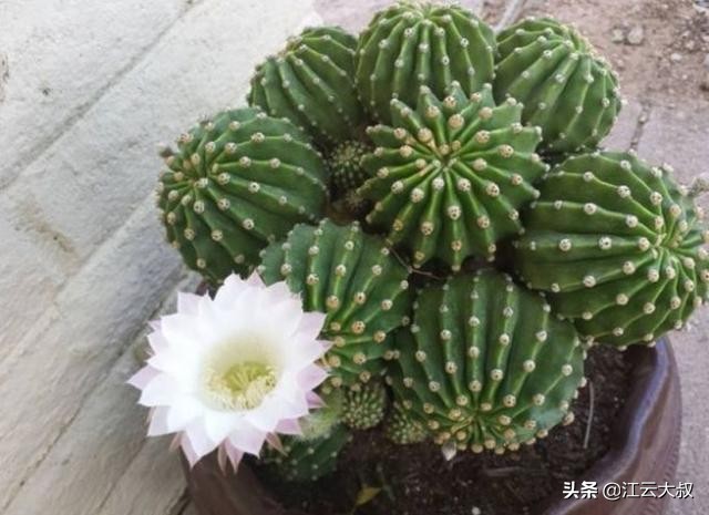 吸甲醛大型绿植仙人球,仙人球和多肉吸甲醛吗