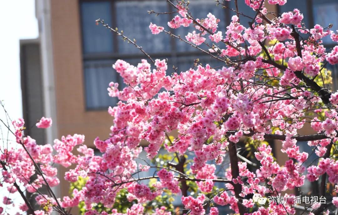 什么是弥勒教,什么是弥勒尊佛