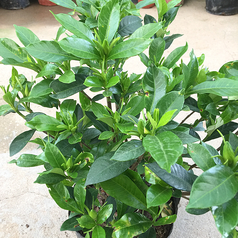 如何才能把栀子花养好,如何才可以把栀子花养好