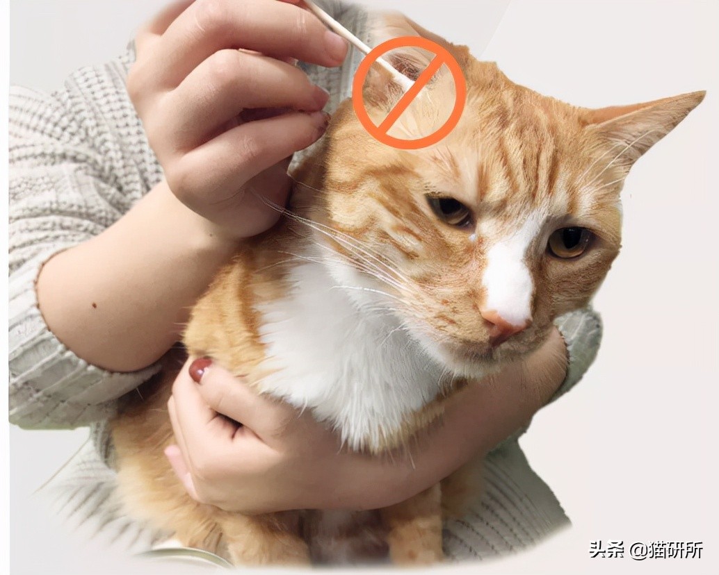 猫咪耳螨怎么治疗才能彻底好,耳螨猫咪用什么药猫咪老是乱动