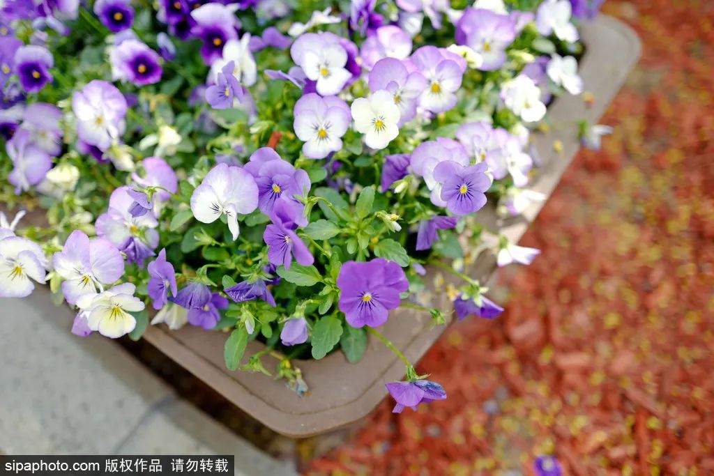 北京花海免费旅游,北京看花海最好的地方