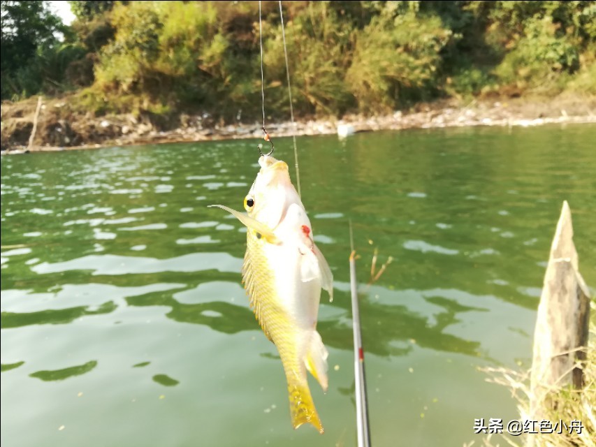 鲤鱼草鱼罗非鱼饵料配方,鲤鱼罗非鱼通杀饵料搭配