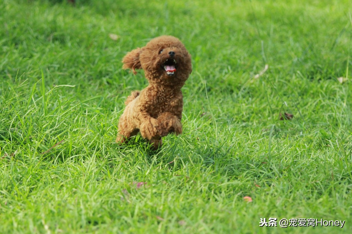 狗狗腹泻的4个预防方法是什么,狗狗腹泻便不成形状