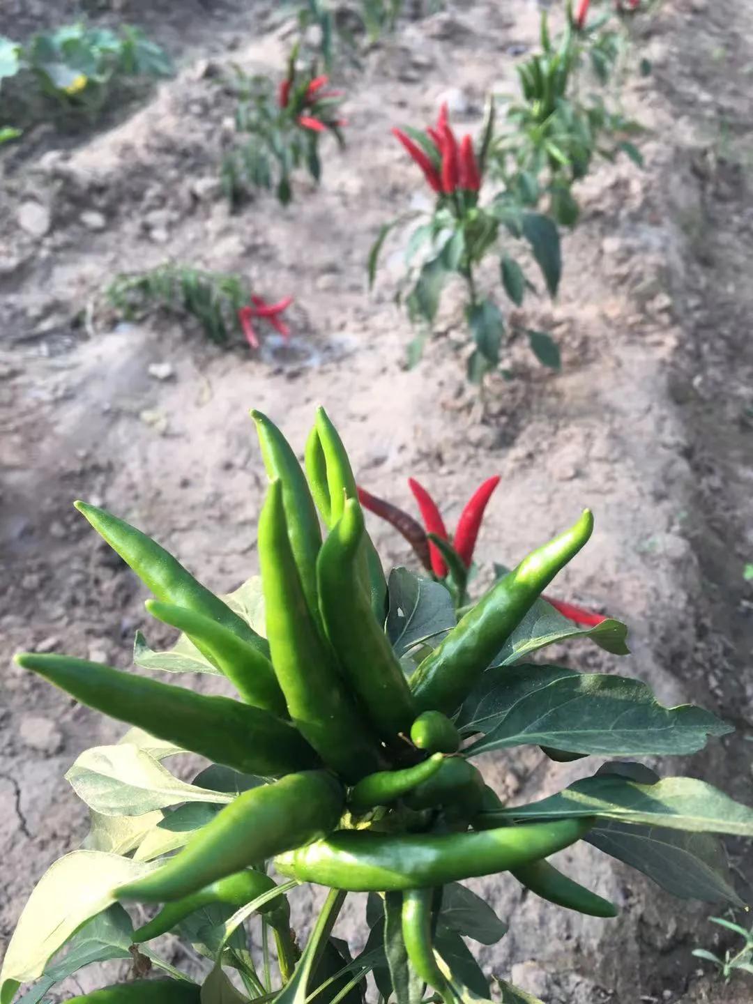 他从老师转行到柬埔寨当“农民”，2次从零开始，如今终见希望