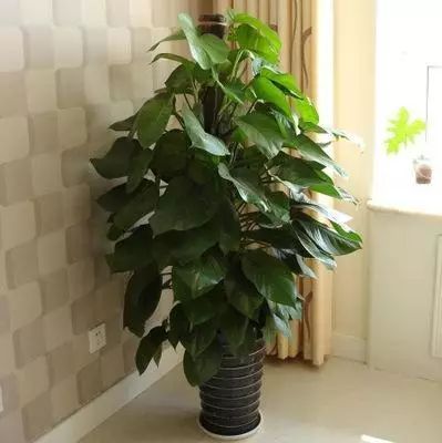 花卉绿植要怎么养护才长得好,养花技巧家庭养护绿植的小方法