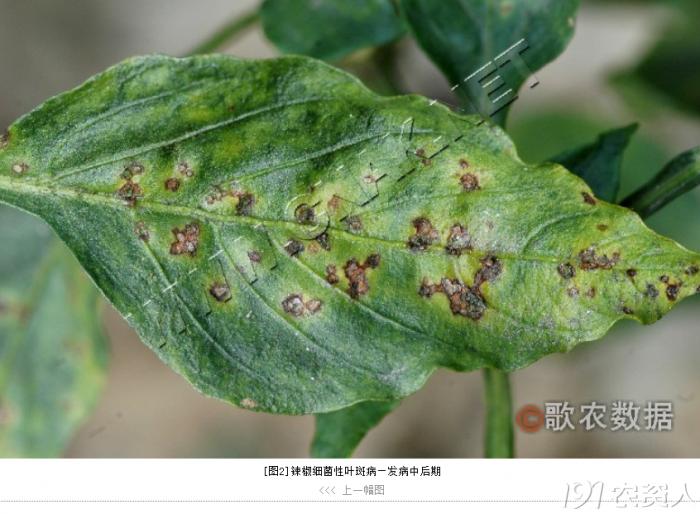 蔬菜细菌病图片大全,破解蔬菜病虫害之谜