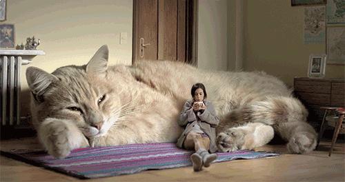 搞笑动图gif图片,搞笑动图gif图片合集