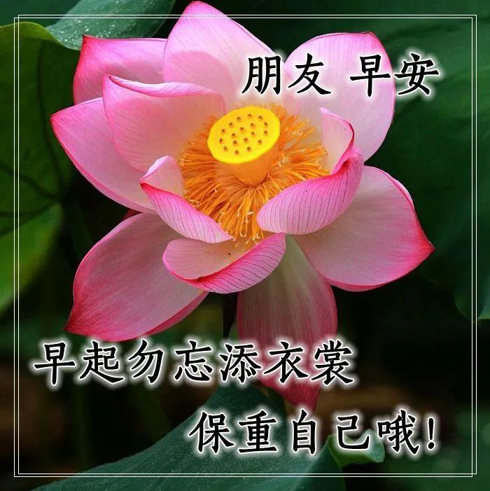 早上好表情图片带字早上好问候语,早上好祝福问候语大全简短图片