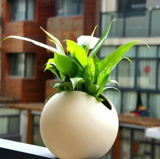 容易养的室内盆栽花教程,盆栽室内懒人花好养招财净化空气