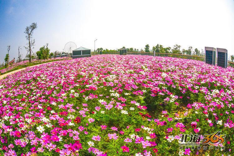 候鸟消费能力剑指何处，北海的候鸟经济究竟是利是弊？