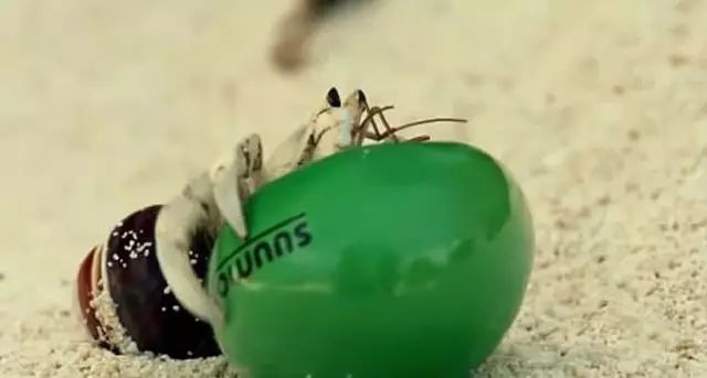 用动物做品牌宣传要版权吗,人工制作小动物宣传