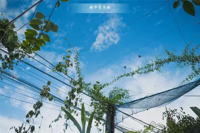 暹粒好吃的法国餐厅,暹粒哪个餐厅好吃