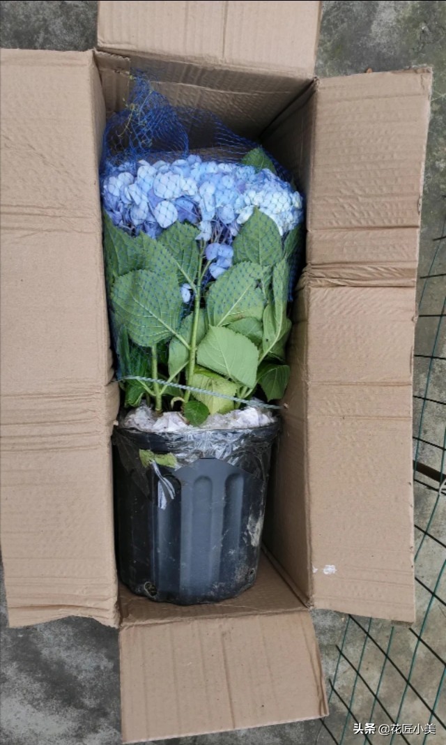 绣球花为啥不长花芽,绣球花不开花的原因和解决方法