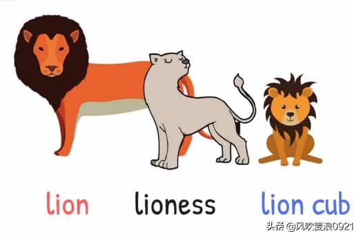 儿童跟读学英语动物单词,看图记单词学口语