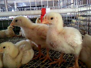 育雏鸡沙门氏菌用什么药,沙门氏菌鸡苗怎么养