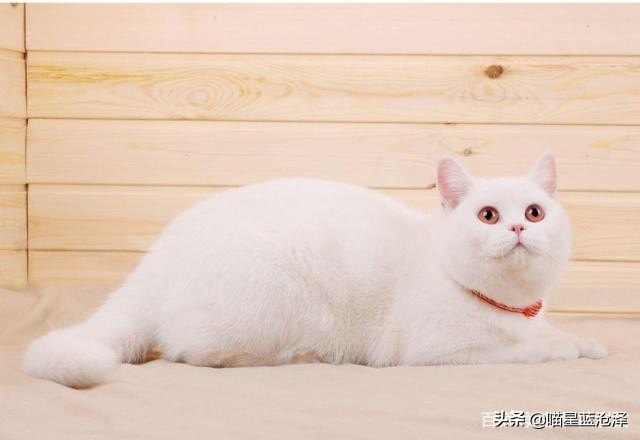 来看看英短蓝猫到底多可爱,英短蓝猫怎么才是正统